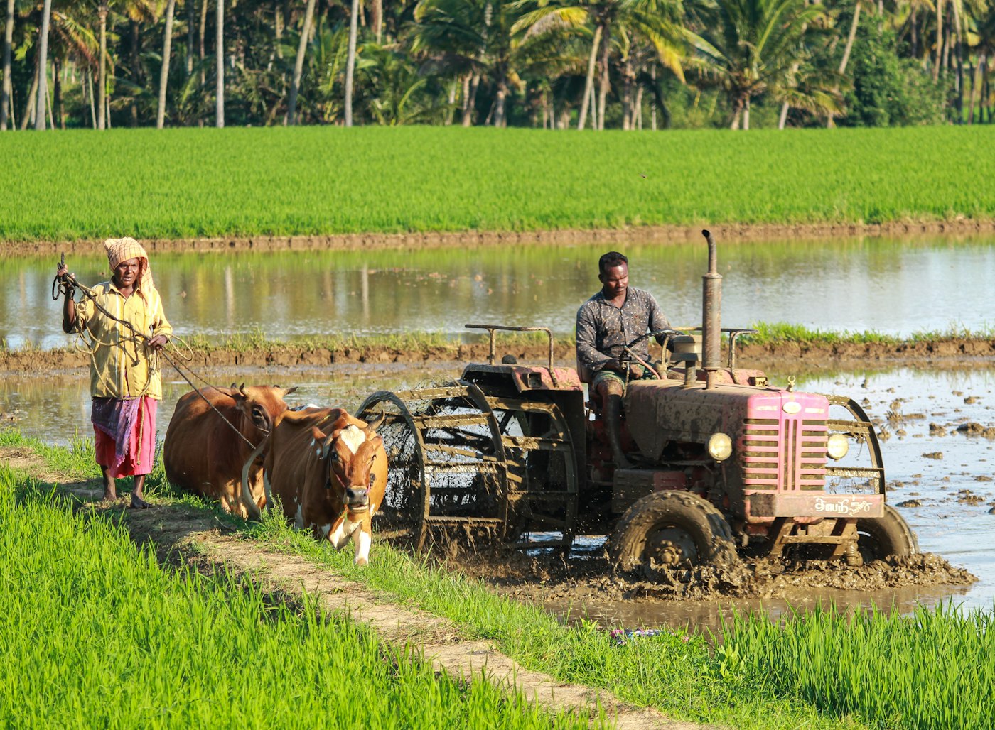 Farm machinery at work in an Indian paddy field