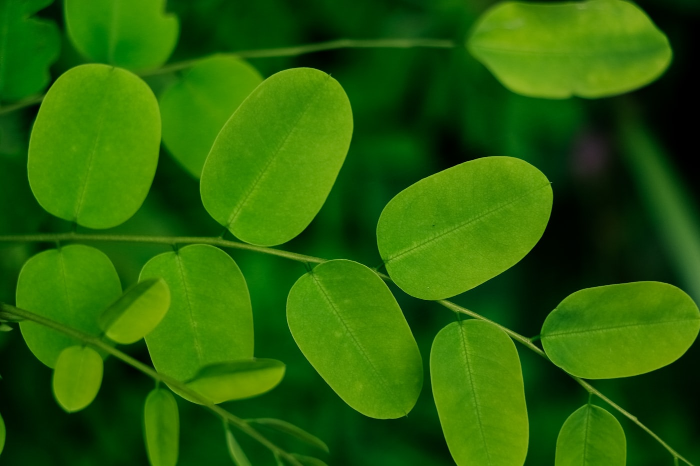 Fresh moringa leaves